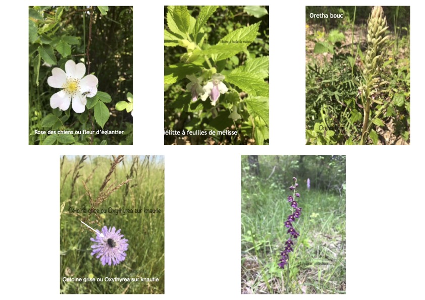 fleurs2